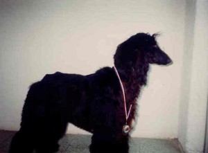 Yusuf Ben s medailov