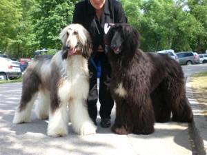 Yasani Iram a Yusuf Ben z Allahovy země