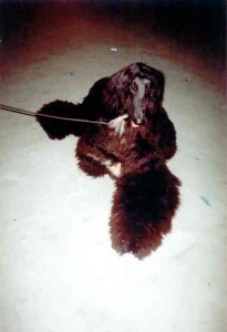 Yusuf na MVP v Inchebe