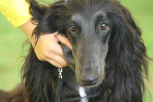 Takýto oddaný a uprimný pohľad Yusufka by som nevymenila za nič na svete