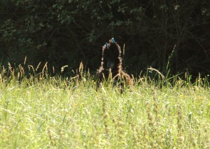 Dobre som maskovaný?