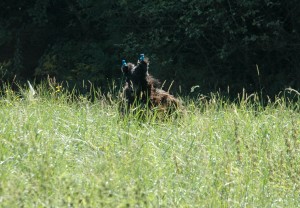Čertík s modrými rožkami
