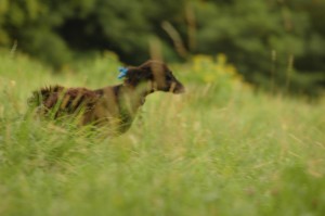 ... beží za všetkým, čo sa hýbe ...