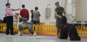 Ťažké rozhodovanie ...