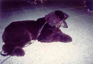 Yusuf Ben pred posudzovaním