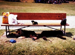 Obedňajšia páľava - chládok pod lavičkou