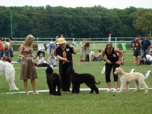 Klubová výstava chrtov - trieda šteniat
